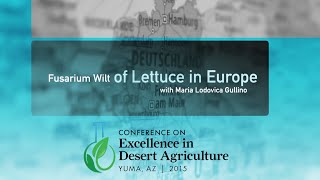 Fusarium Wilt of Lettuce in Europe [upl. by Nnairak]