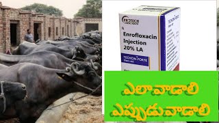 Enrofloxacin injection uses and benefits in telugu janidairyfarm dairyfarmtelugu veterinary [upl. by Marilee]