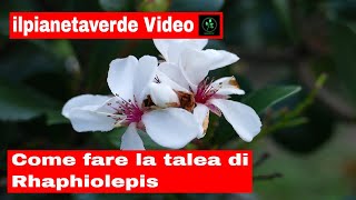 Come fare la talea di Rhaphiolepis  Finta Rosellina [upl. by Chellman]