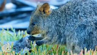 Meet the Quokka  Cutest Animal from Australia [upl. by Malek50]