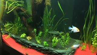 Juwel Lido 200 Aquarium nach 2 Wochen Betrieb [upl. by Anivas]