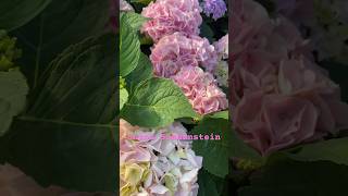 Saxon Sonnenstein hydrangea гортензия garden гортензія flowers parkjardin アジサイajisaishorts [upl. by Ahidam]