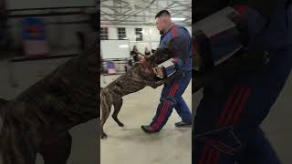 Young Presa Canario Argus PSA Training with National Select Decoy Jeff Riccio K9 PSA riptidek9 [upl. by Arva]