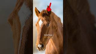 Cavalos Também Precisam Cortar o Cabelo 🐴✂️ [upl. by Ahsitra13]