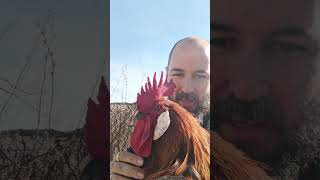 ESPECTACULAR GALLO ANDALUZ viralvideo campo gallinas shorts chicken animalesincreibles [upl. by Lyontine]