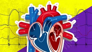 The Cardiac Cycle is SO EASY Stop Making it Hard [upl. by Hodge424]