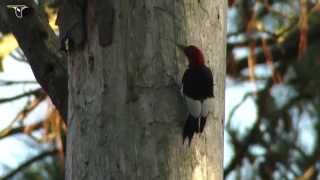 Red headed Woodpecker [upl. by Einattirb]