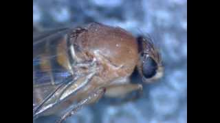 Buckelfliege Humpbacked Fly  Probably Megaselia scalaris aka coffin fly [upl. by Nylknarf111]