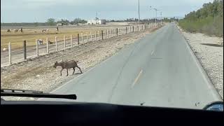 rumbo a quimicas del rey ocampo coahuila [upl. by Mikahs]