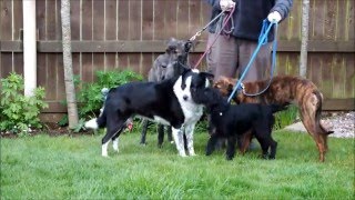 Border Collie Lurcher Terrier  Home Grown Veg Dog Show No1 [upl. by Noitsuj]