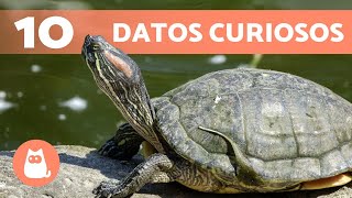 10 CURIOSIDADES sobre las TORTUGAS que no conocías 🐢 [upl. by Odie]