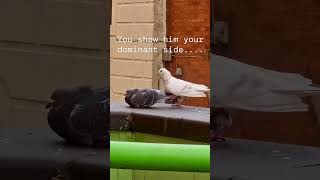 Pigeon mating 🔞 shorts [upl. by Rosamond]