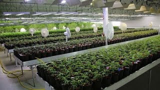 Meet Canada’s Massive Medical Marijuana Company [upl. by Shriner160]