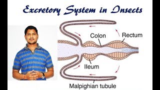 Lecture 11 Excretory system in insects [upl. by Budde]