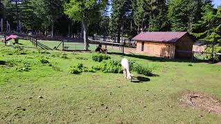 Alpaka Vicugna pacos Gatter Hohe Wand Naturpark [upl. by Oicram]