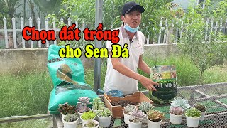 HƯỚNG DẪN CHỌN ĐẤT TRỒNG PHÙ HỢP VỚI CÂY SEN ĐÁ CỦA BẠN Ở XỨ NÓNG [upl. by Anotal]