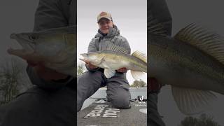 Funfishing with Round Zander today fishing bigfish zander pikefishing angeln fishingvideo [upl. by Cormack378]