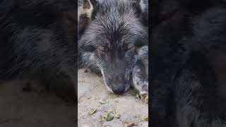 Calupoh  Perro lobo mexicano animals lobo perro dog [upl. by Yrogerg]