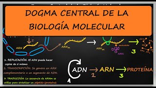 DOGMA CENTRAL DE LA BIOLOGÍA MOLECULAR REPLICACIÓN TRANSCRIPCIÓN TRADUCCIÓN Explicación [upl. by Lola]