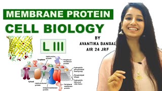 Membrane Protein PART 1Cell Biology TransmembraneLipid AnchorGPI anchor proteinβbarrel [upl. by Nyliret]