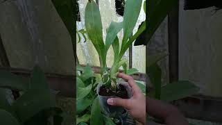 Gramma Scriptum 75rb orchid anggrek garden farming bunga agriculture tanamanhias gardening [upl. by Nessej]