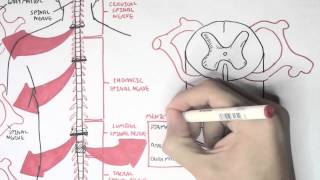 Neurology  Spinal Cord Introduction [upl. by Eusoj]