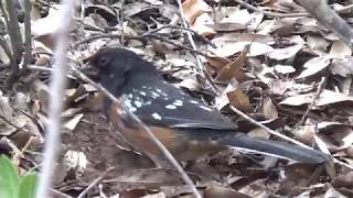 Spotted Towhee Birds of Arizona USA [upl. by Annavas]