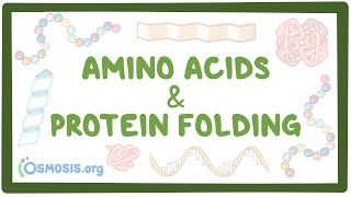 Amino acids and protein folding [upl. by Anirtep]