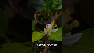 lemon flower fruit shortsfeed [upl. by Sioux]