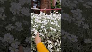 Natures best snowinsummer Cerastium tomentosum [upl. by Wivinah]