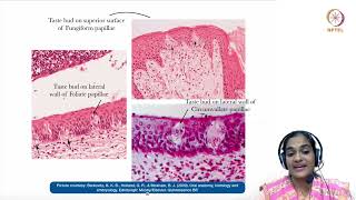 15  Specialised mucosa [upl. by Tarttan]