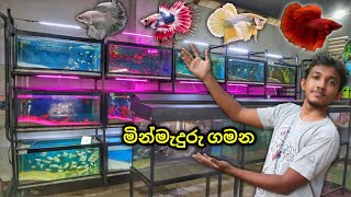 Sri Lankan Aquarium Store Tour 3  මින්මැදුරු සොයා ගිය 3වෙනි ගමන [upl. by Josias813]