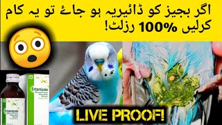 Winter diarrhea in our birds🤔  budgies loose motion treatment  birds diarrhea treatment [upl. by Biddick]