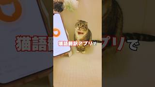 大嫌いなお風呂でりっちゃんの気落ちを翻訳したらまさかの🤣 猫 [upl. by Therine]