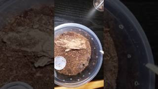 Grammostola pulchra sling molted [upl. by Nowd581]