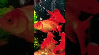 Goldfish swimming goldfish youtubeshorts shorts aquarium fishtank [upl. by Elrebma]