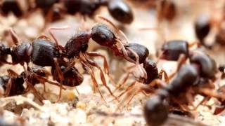 Pavement Ants Tetramorium  AntsCanada Tutorial [upl. by Aney]