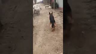 German Shepherd Herding Sheeps short shortvedio youtubeshort [upl. by Susan]