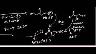 Biochemistry  Fructokinase Degradation of Fructose [upl. by Abbie]