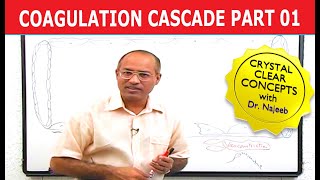 Coagulation Cascade  Part 112 [upl. by Oswin]