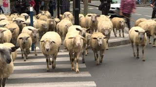 Mais que font ces moutons en ville [upl. by Parrnell]