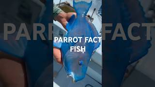 Fact About Blue Parrot Fish [upl. by Nawat]