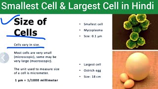 Shape amp Size of Cell in Hindi  Smallest amp Largest Cell Hindi  Size of Cell in Hindi  nursing [upl. by Nathanial]