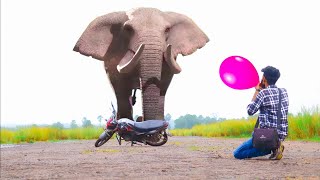 Elephant Attack Balloon On Village Boy In Forest Road [upl. by Chelsy]