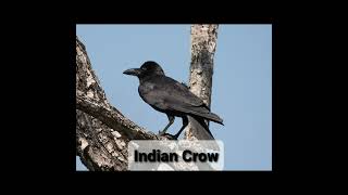 INDIAN CROW VS AMERICAN CROW DINOSHELJIN [upl. by Oicneserc904]