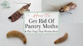 How To Get Rid Of Pantry Moths  Indian Meal Moth Traps That Work [upl. by Dora365]