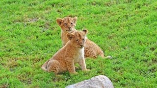 2 nuevos cachorros de león en el kopje de Bioparc Valencia [upl. by Rowell910]