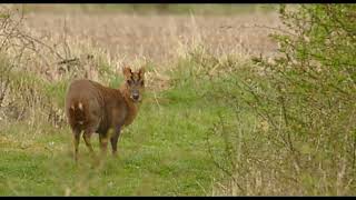 Muntjac deer at Harrington Airfield Northants [upl. by Nrehtak248]