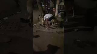 Street dog feeding shortsfeed doglover shortsvideo youtubeshorts dog [upl. by Shaver]