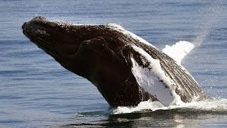 Las Ballenas en Las Galeras 2014 [upl. by Igic]